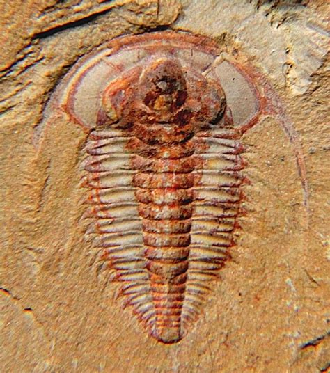 the oldest fossil forms of life are most similar to